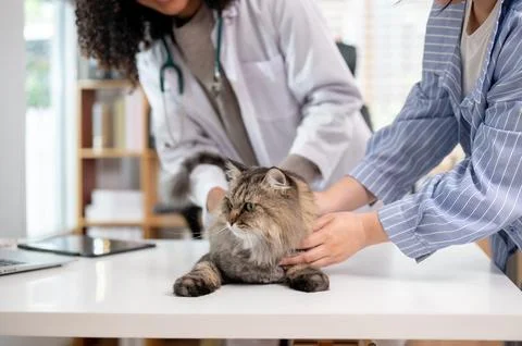 A close-up image of a grumpy fluffy cat on an examination table being inspe.. Stock Photos
