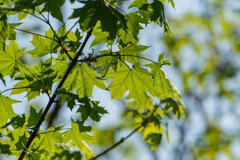 Close-up image of healthy green maple leaves, partially overlapping in patter Stock Photos