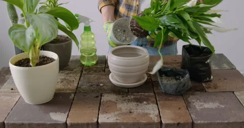 Close-up image of how a man with green gloves takes a fourth flower out of a Stock Footage 236300245