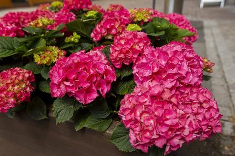 Close up image of Hydrangea Macrophyllla flowers Stock Photos