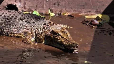 Close-up image of an iguana eating fresh green vegetables. 4K Видео 340078003