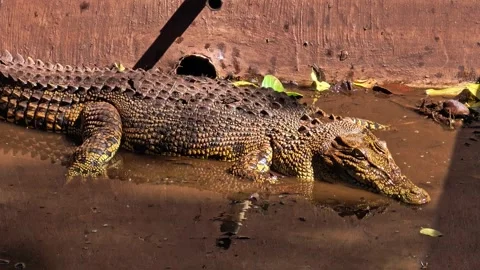 Close-up image of an iguana eating fresh green vegetables. 4K 動画素材 340078011