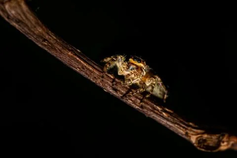 Close up image of a isolated jumping wolf spider crawling on a wooden stick o Stock Photos
