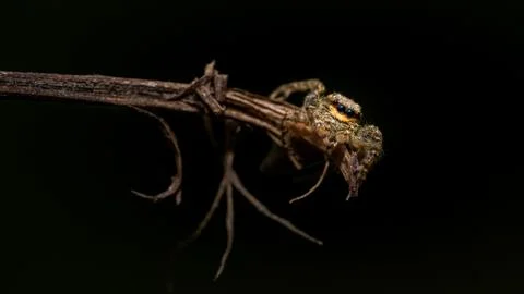 Close up image of a isolated jumping wolf spider crawling on a wooden stick o Stock Photos