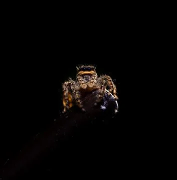 Close up image of a jumping wolf spider resting on a metal stick Stock Photos
