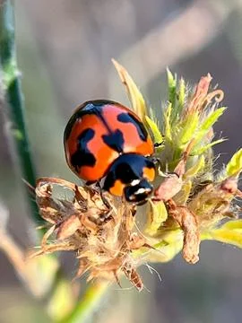 A close-up image of a ladybug on a green leaf Foto stock