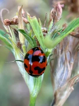 A close-up image of a ladybug on a green leaf (4) Foto stock