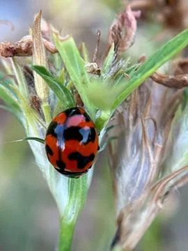 A close-up image of a ladybug on a green leaf (3) Stock Photos