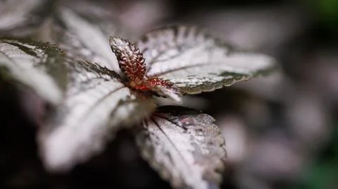 A close up image of a leaf covered in water droplets Stock Photos