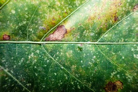 Close-up image of a leaf with leaf spot disease or leaf rust Stock Photos