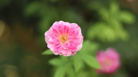 Close-up image of a light pink rose in full bloom, delicate petals. Foto stock