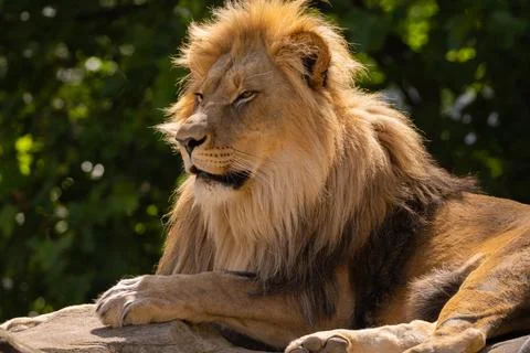 Close-up image of a lion's head. expression is calm and majestic, showing o.. Stock Photos