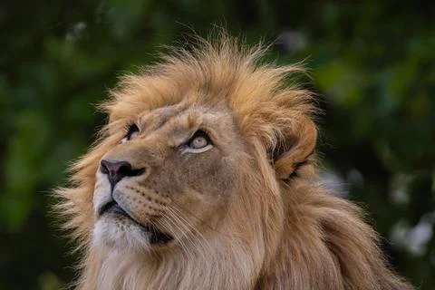 Close-up image of a lion's head. expression is calm and majestic, showing o.. Stock Photos