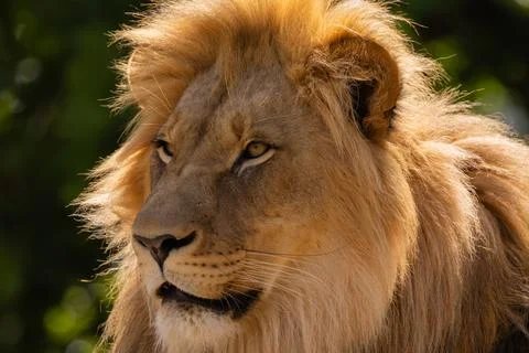 Close-up image of a lion's head. expression is calm and majestic Stock Photos