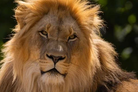 Close-up image of a lion's head. expression is calm and majestic Stock Photos