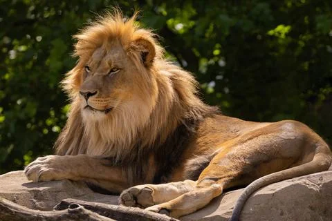 Close-up image of a lion's head. expression is calm and majestic Stock Photos