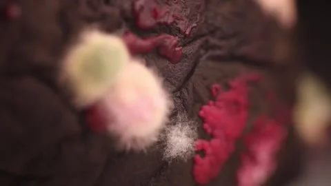 Close-up image of mold colonies exhibiting diverse colors and textures on a Stock Footage 346031844
