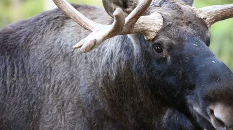 Up-close image of the moose with its big antlers Stock Footage