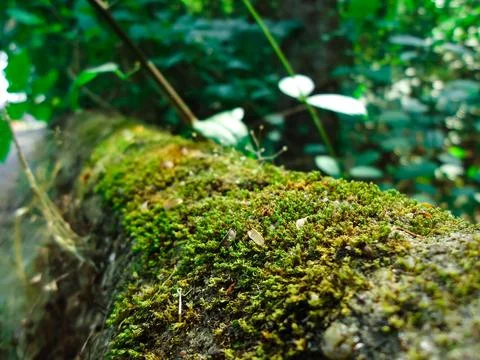 Close up Image of Moss On Tree Branch Stock Photos
