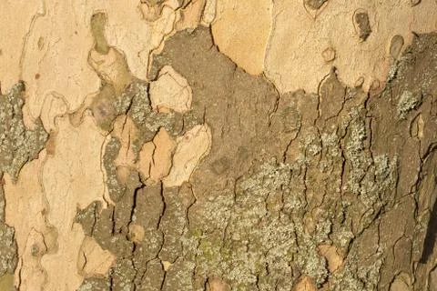 Close up image of mottled sycamore tree bark for background Stock Photos