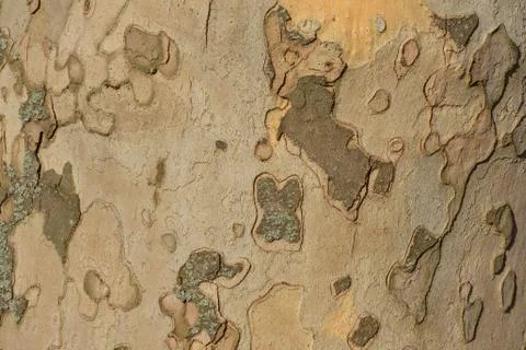 Close up image of mottled sycamore tree bark for background Stock Photos