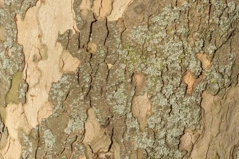 Close up image of mottled sycamore tree bark for background Stock Photos