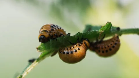 Close-up image of multiple hungry colorado potato beetle larvae, leptinotarsa Stock Footage 344568514