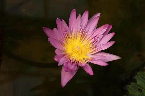 Close up image NYMPHAEA CAPENSIS - PINK Water Lily Stock Photos