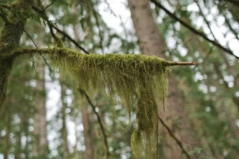 Close up image of Old mans beard lichen Usnea filipendula, growing outdoors on a Stock Photos