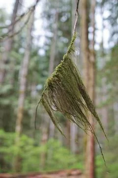 Close up image of Old mans beard lichen Usnea filipendula, growing outdoors on a Stock Photos