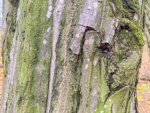 Close-up image of an old tree trunk with rough, mossy bark showing age and we Stock Photos