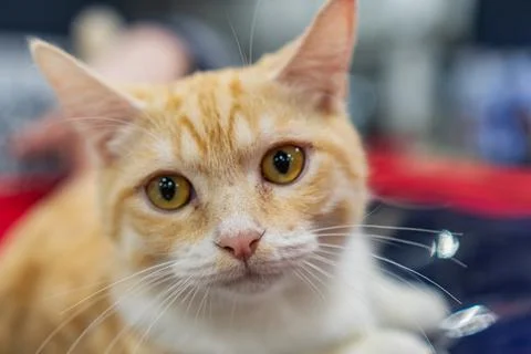 Close-up image of an orange tabby cat domestic shorthair with distinctive m.. Stock Photos