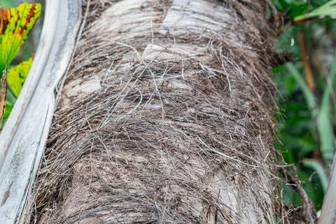 Close-up image of organic, textured object like bark or plant material, muted Stock Photos