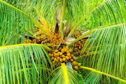 Close up image of palm tree with the coconuts on a branch Foto stock
