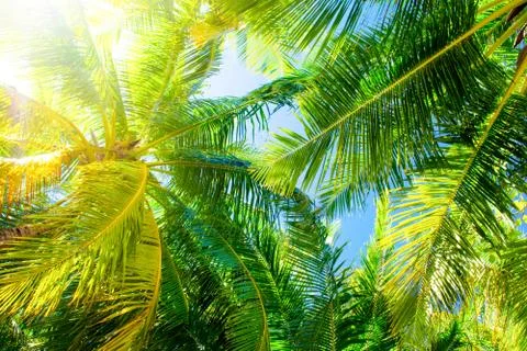 Close up image of palm tree with the coconuts on a branch Stock Photos