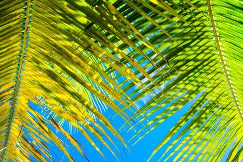 Close up image of palm tree with the coconuts on a branch Stock Photos