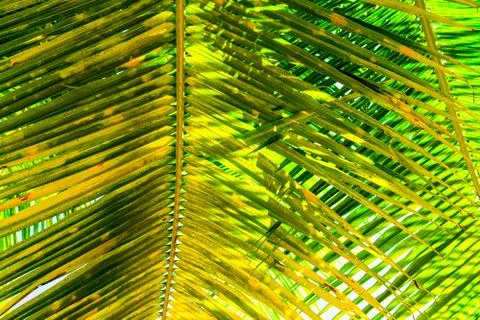 Close up image of palm tree with the coconuts on a branch Stock Photos