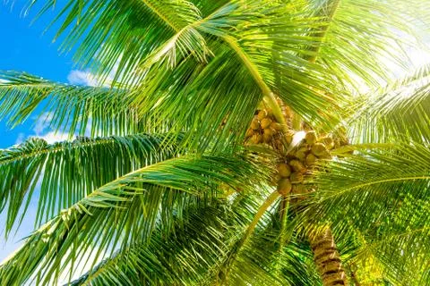 Close up image of palm tree with the coconuts on a branch Stock Photos