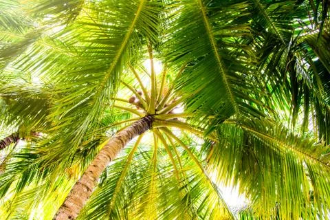 Close up image of palm tree with the coconuts on a branch Foto stock