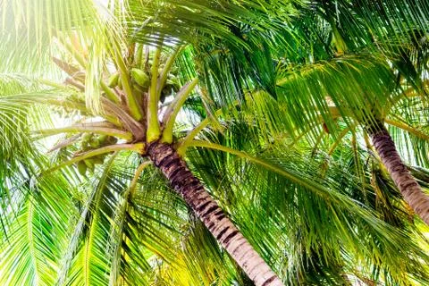 Close up image of palm tree with the coconuts on a branch Stock Photos
