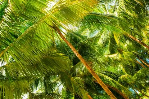 Close up image of palm tree with the coconuts on a branch Stock Photos