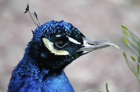 Close-up image of a peacock's head Stock Photos