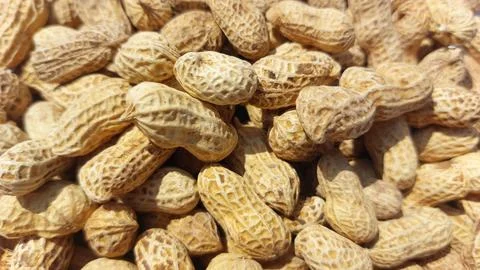 Close up image of Peanuts (Arachis hypogaea) are legume plants Stock Photos
