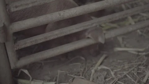 A close-up image of piglets standing on straw bedding inside an animal barn. Stock Footage 336611784