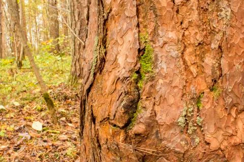 Close-up image of a pine in the forest on a blurred background of the earth c 写真素材