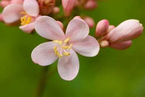 Close up image of pink jatropha integerrima flower Stock Photos