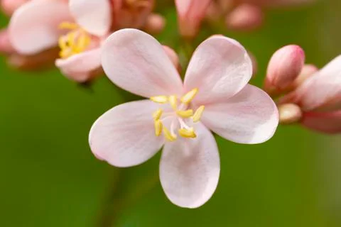 Close up image of pink jatropha integerrima flower Stock Photos