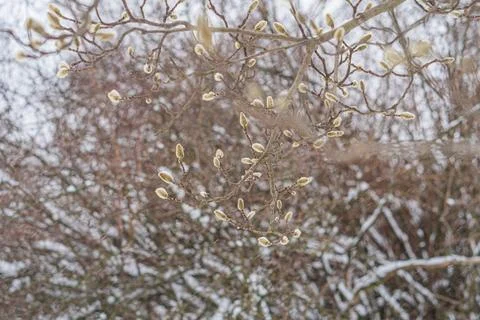 Close-up image of a plant with budding flower clusters, in early bloom stages 스톡 사진
