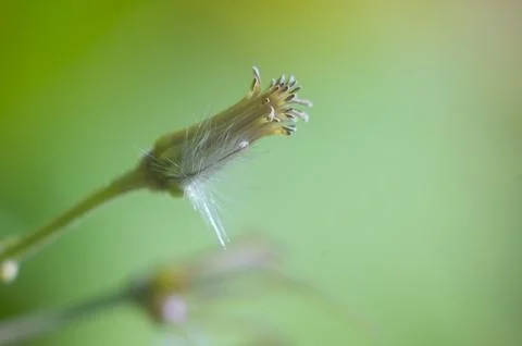 Close-up image of plant with multiple seed heads siliques, featuring clusters Stock Photos