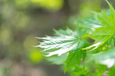 Close-up image of potential maple leaves, rich in earthy colors green, brow.. Stock Photos
